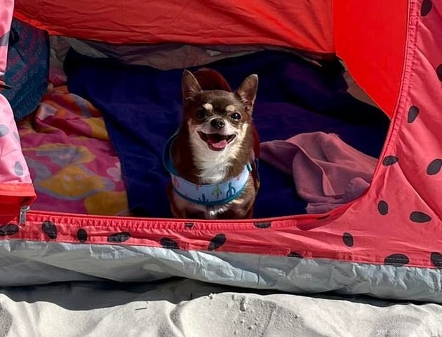 16 Adorable Pet Photos That Instantly Brighten Your Day