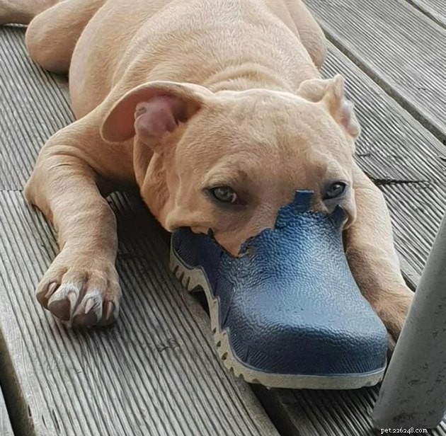 16 Adorable Pet Photos That Instantly Brighten Your Day
