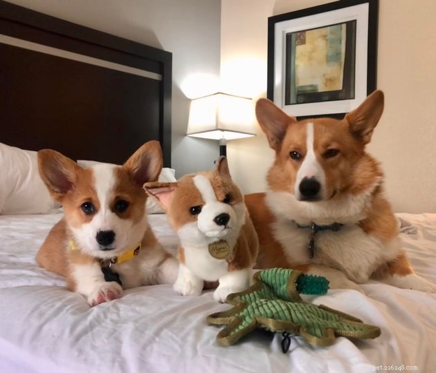 16 Adorable Pet Photos That Instantly Brighten Your Day