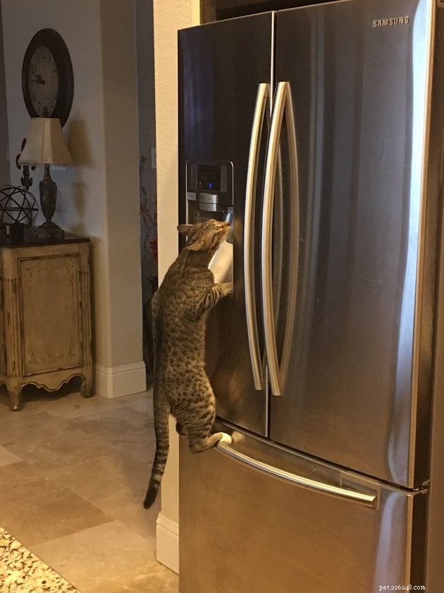 16 Cats Obsessed with Water: Hilarious Hydration Habits