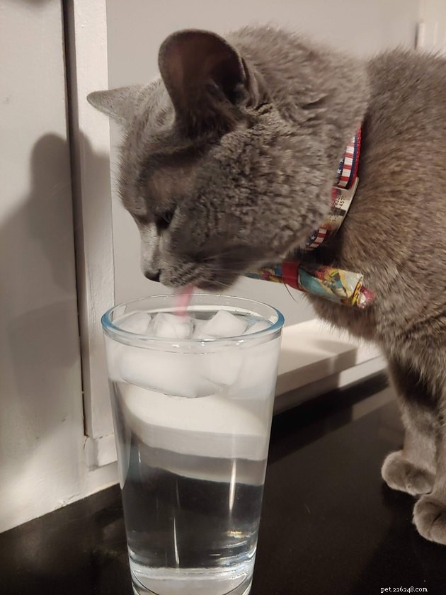 16 Cats Obsessed with Water: Hilarious Hydration Habits