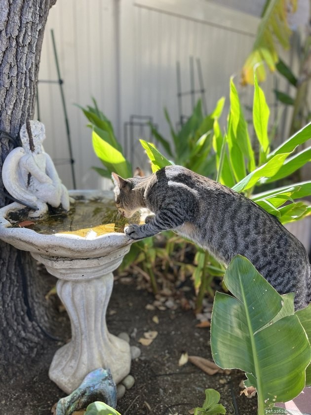 16 Cats Obsessed with Water: Hilarious Hydration Habits