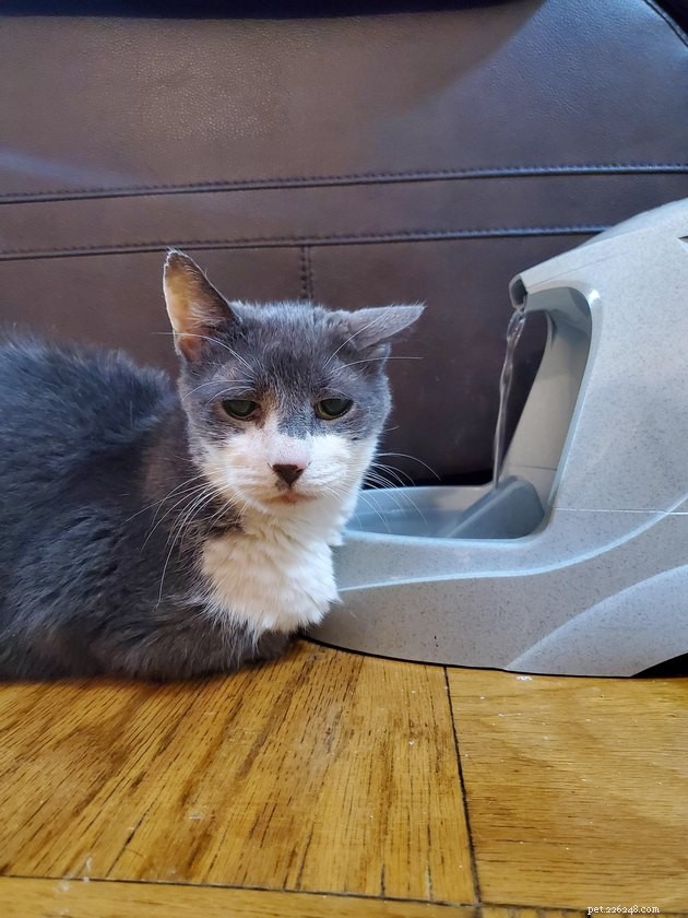 16 Cats Obsessed with Water: Hilarious Hydration Habits