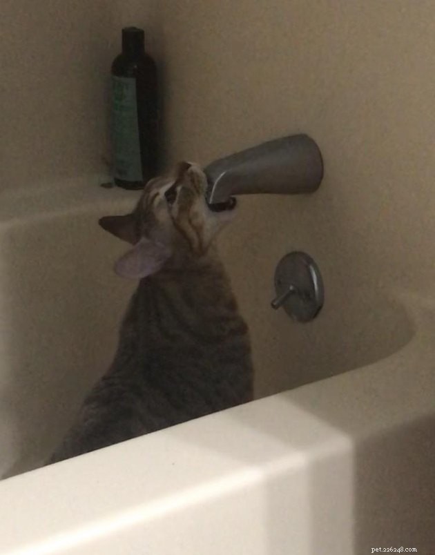 16 Cats Obsessed with Water: Hilarious Hydration Habits