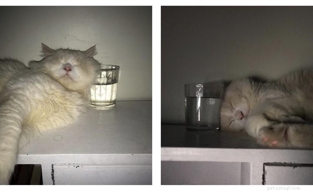 16 Cats Obsessed with Water: Hilarious Hydration Habits