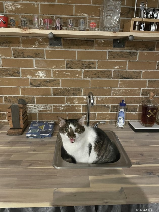 16 Cats Obsessed with Water: Hilarious Hydration Habits