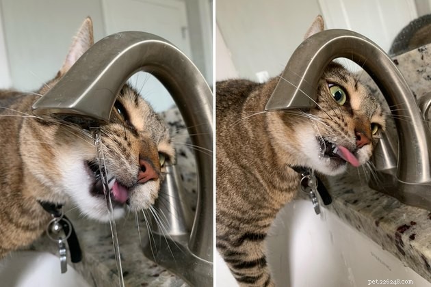 16 Cats Obsessed with Water: Hilarious Hydration Habits