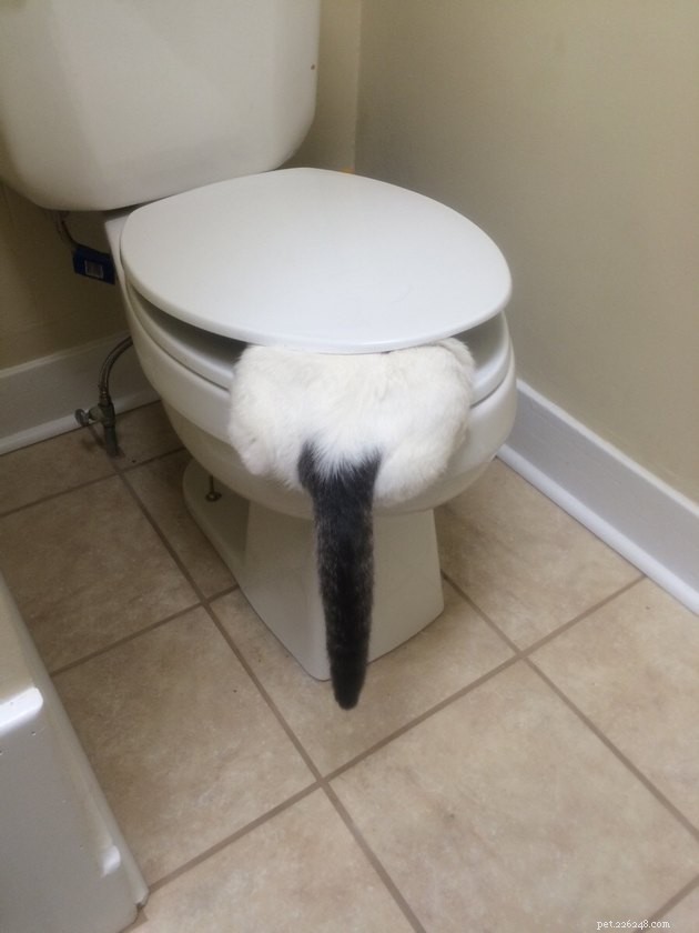16 Cats Obsessed with Water: Hilarious Hydration Habits
