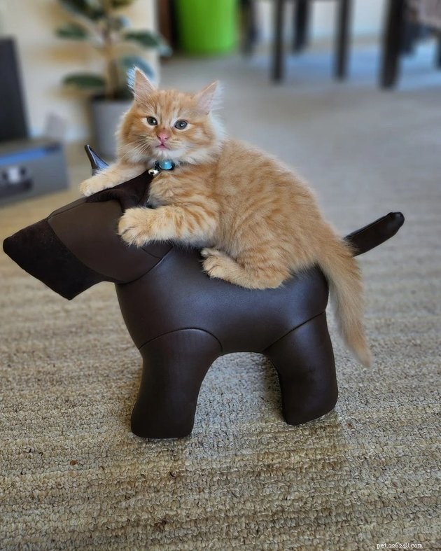 18 Irresistible Photos Proving Orange Cats Are the Ultimate Fun Companions