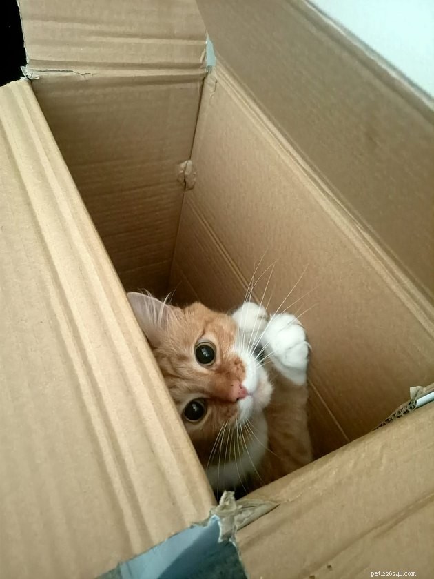 18 Irresistible Photos Proving Orange Cats Are the Ultimate Fun Companions