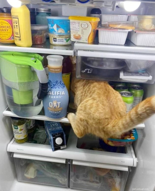 18 Irresistible Photos Proving Orange Cats Are the Ultimate Fun Companions