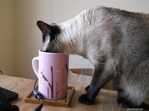 16 Cats Obsessed with Water: Hilarious Hydration Habits