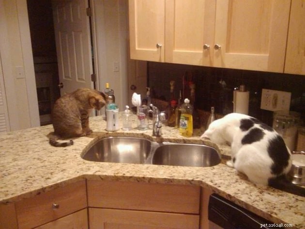 16 Cats Obsessed with Water: Hilarious Hydration Habits