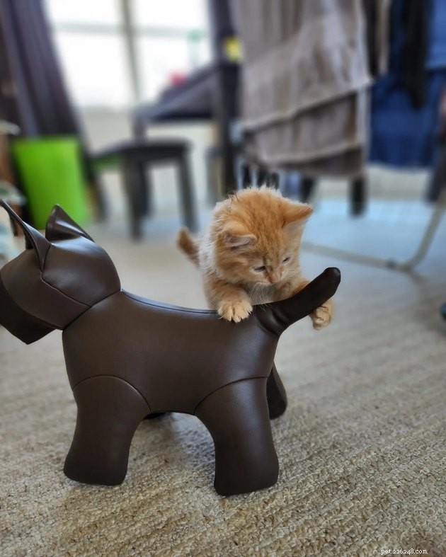 18 Irresistible Photos Proving Orange Cats Are the Ultimate Fun Companions