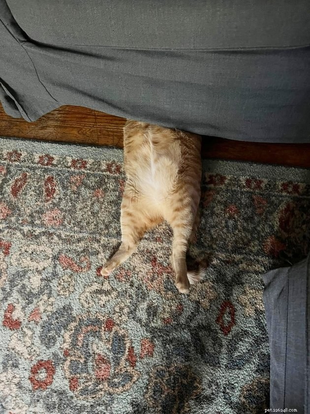 18 Irresistible Photos Proving Orange Cats Are the Ultimate Fun Companions