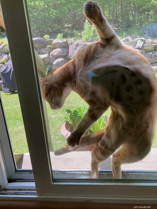 18 Irresistible Photos Proving Orange Cats Are the Ultimate Fun Companions