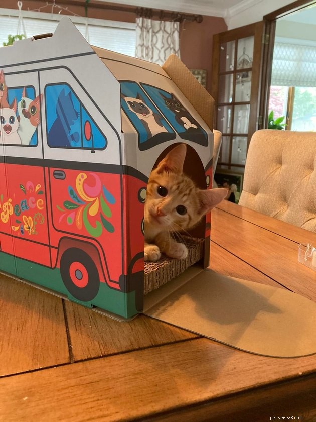 18 Irresistible Photos Proving Orange Cats Are the Ultimate Fun Companions
