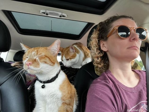 18 Irresistible Photos Proving Orange Cats Are the Ultimate Fun Companions