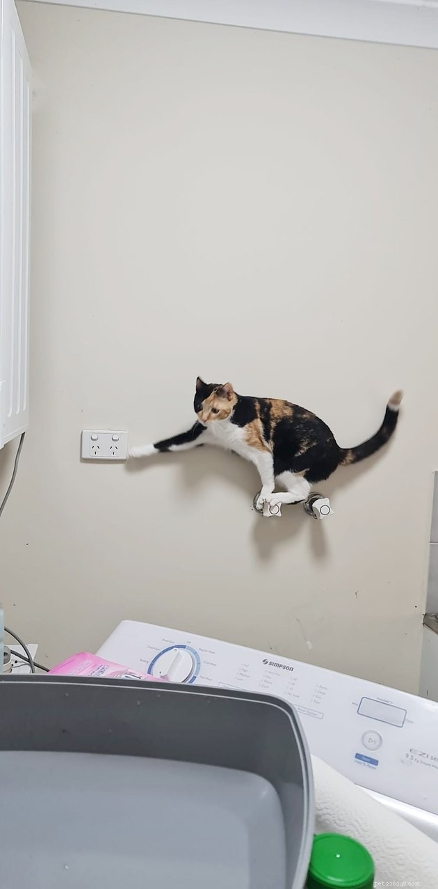 18 Irresistible Photos Proving Orange Cats Are the Ultimate Fun Companions