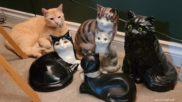 18 Irresistible Photos Proving Orange Cats Are the Ultimate Fun Companions