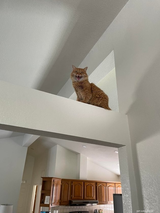 18 Irresistible Photos Proving Orange Cats Are the Ultimate Fun Companions