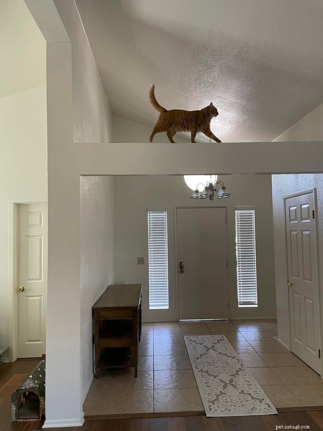 18 Irresistible Photos Proving Orange Cats Are the Ultimate Fun Companions