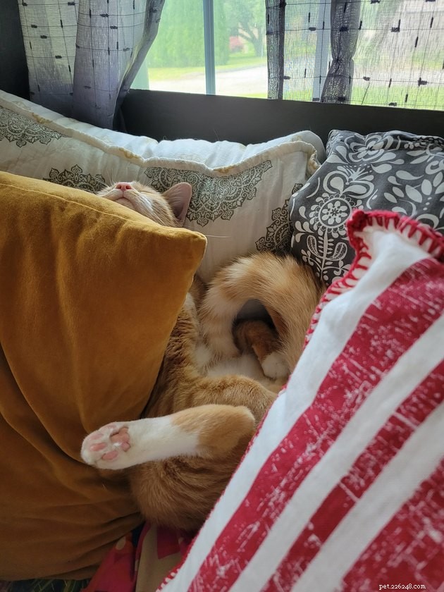18 Irresistible Photos Proving Orange Cats Are the Ultimate Fun Companions