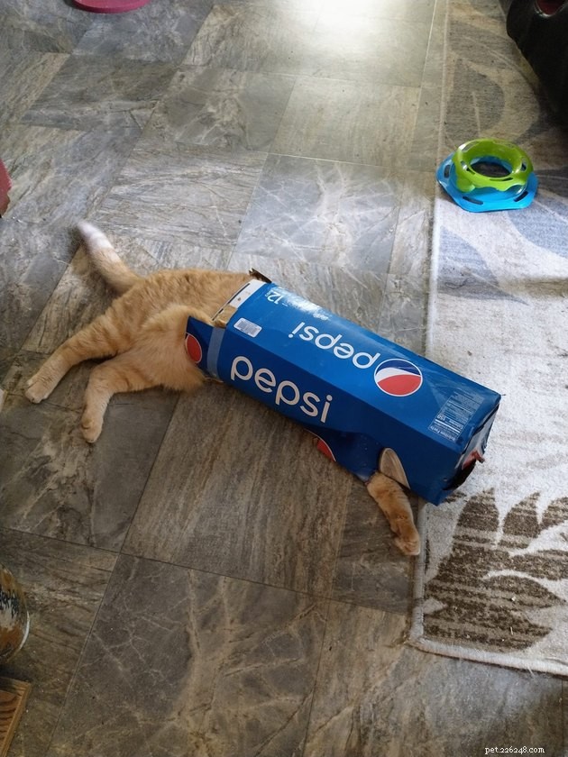 18 Irresistible Photos Proving Orange Cats Are the Ultimate Fun Companions