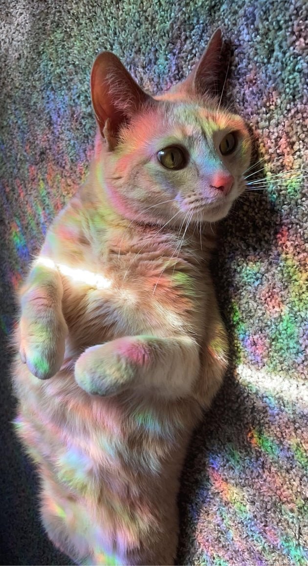 18 Irresistible Photos Proving Orange Cats Are the Ultimate Fun Companions