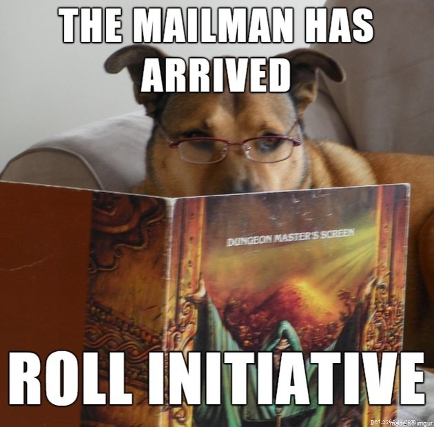 20 Pets Embark on Dungeons & Dragons Adventures