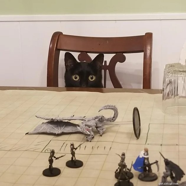 20 Pets Embark on Dungeons & Dragons Adventures