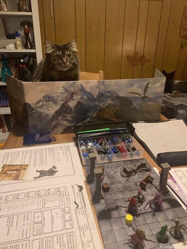 20 Pets Embark on Dungeons & Dragons Adventures