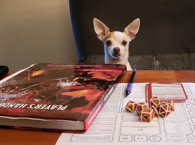 20 Pets Embark on Dungeons & Dragons Adventures