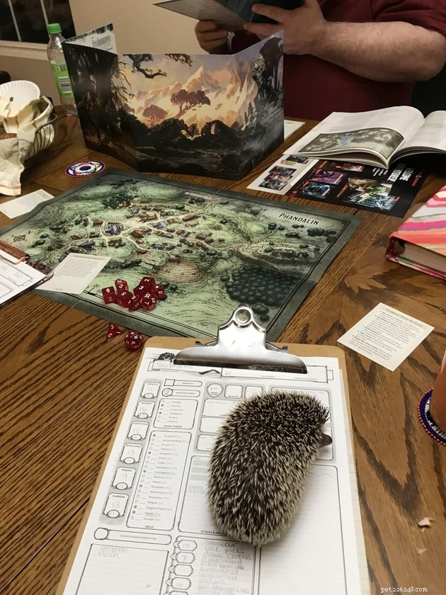 20 Pets Embark on Dungeons & Dragons Adventures