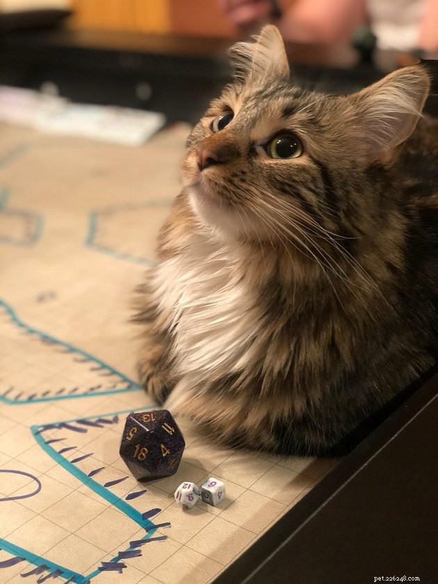 20 Pets Embark on Dungeons & Dragons Adventures