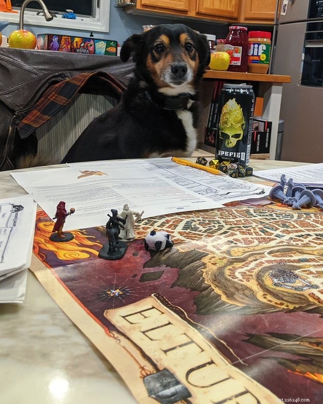 20 Pets Embark on Dungeons & Dragons Adventures