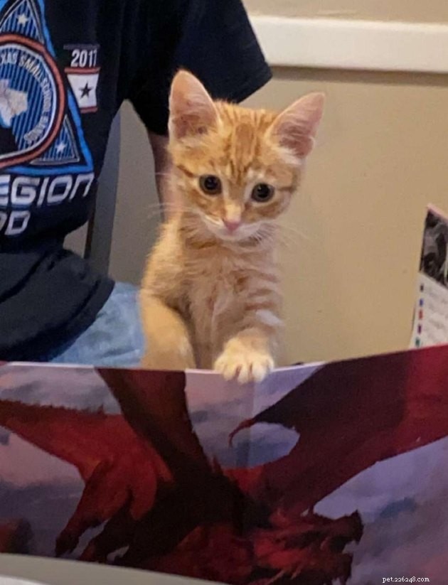 20 Pets Embark on Dungeons & Dragons Adventures