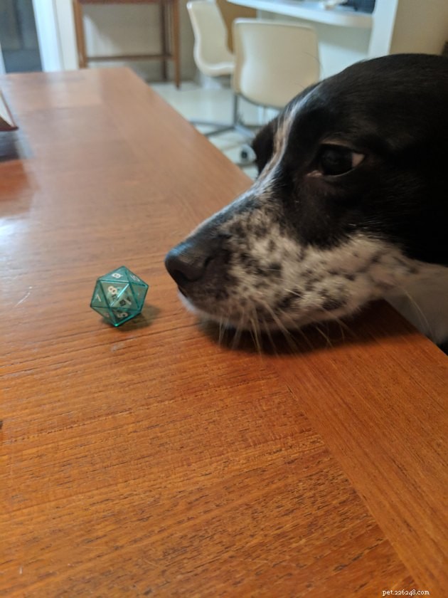 20 Pets Embark on Dungeons & Dragons Adventures