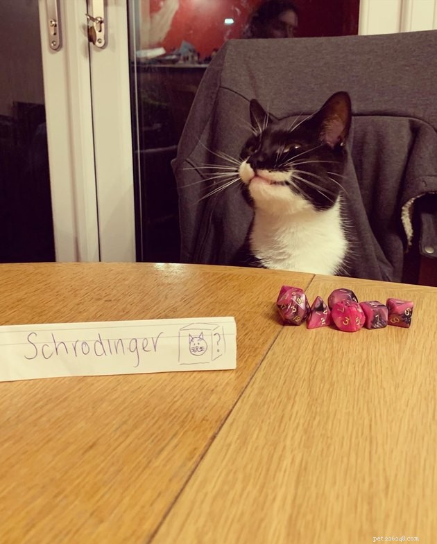 20 Pets Embark on Dungeons & Dragons Adventures