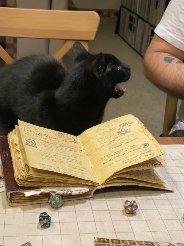 20 Pets Embark on Dungeons & Dragons Adventures