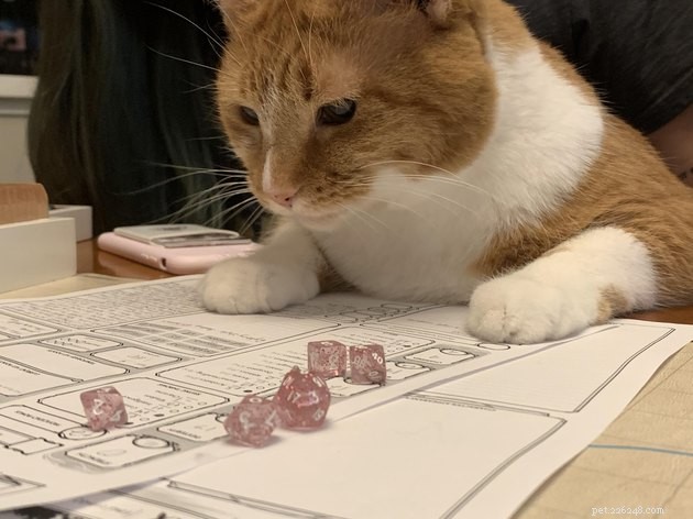 20 Pets Embark on Dungeons & Dragons Adventures
