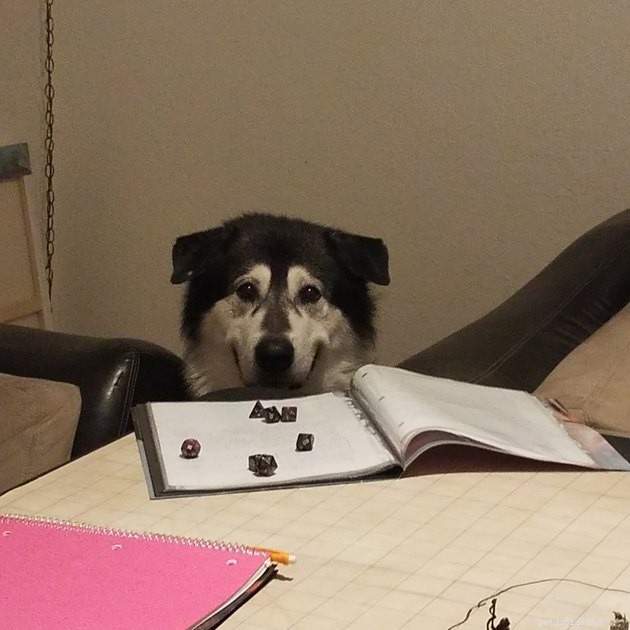 20 Pets Embark on Dungeons & Dragons Adventures