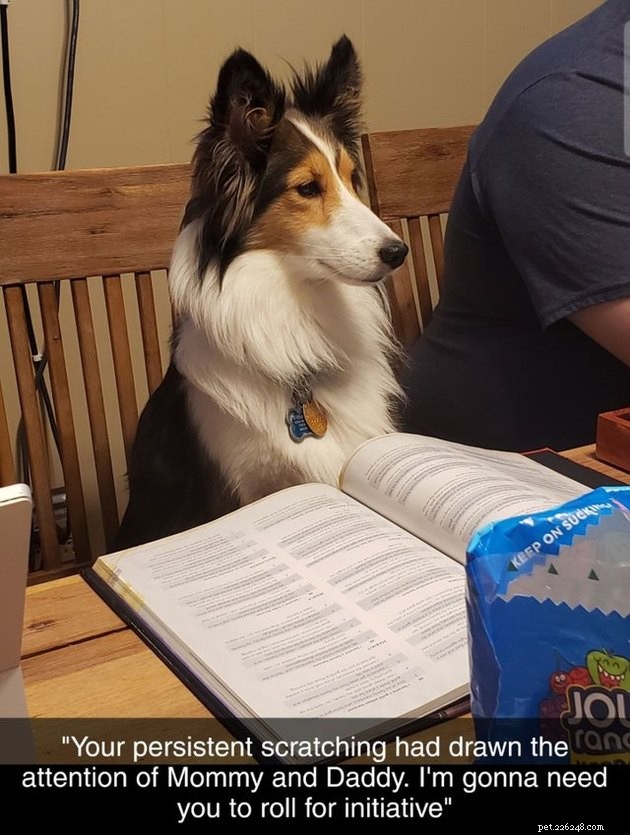 20 Pets Embark on Dungeons & Dragons Adventures
