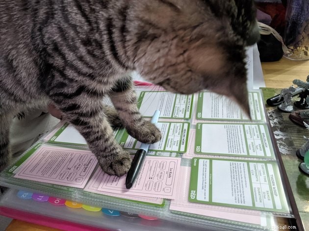 20 Pets Embark on Dungeons & Dragons Adventures