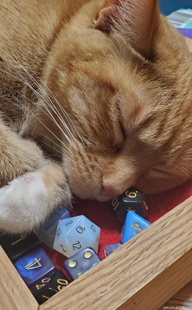 20 Pets Embark on Dungeons & Dragons Adventures
