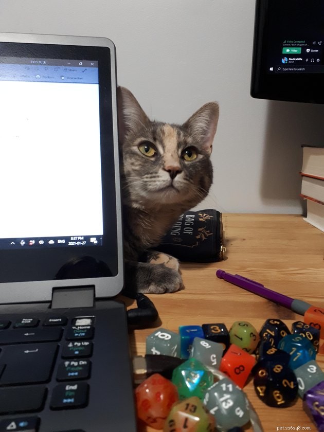 20 Pets Embark on Dungeons & Dragons Adventures