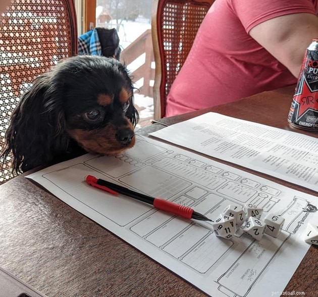 20 Pets Embark on Dungeons & Dragons Adventures