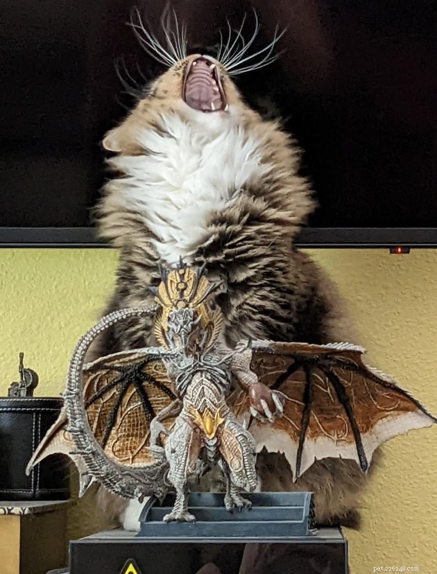 20 Pets Embark on Dungeons & Dragons Adventures