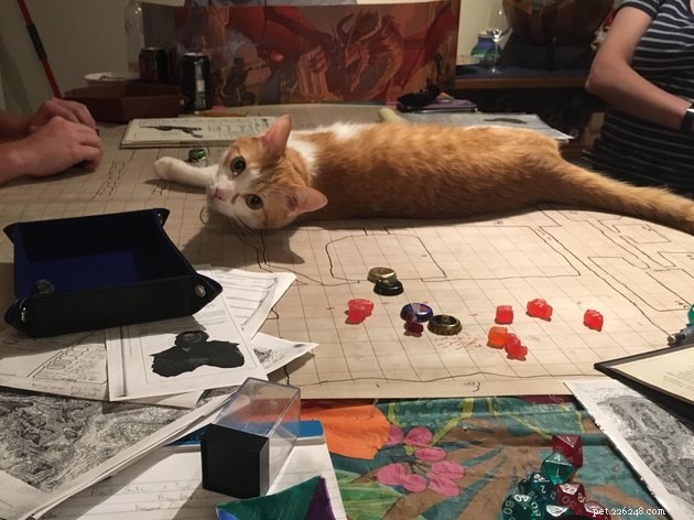 20 Pets Embark on Dungeons & Dragons Adventures