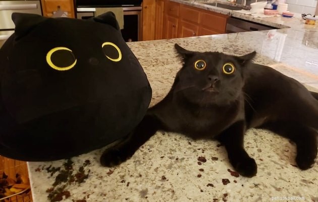 16 Adorable Pet Photos That Will Brighten Your Day